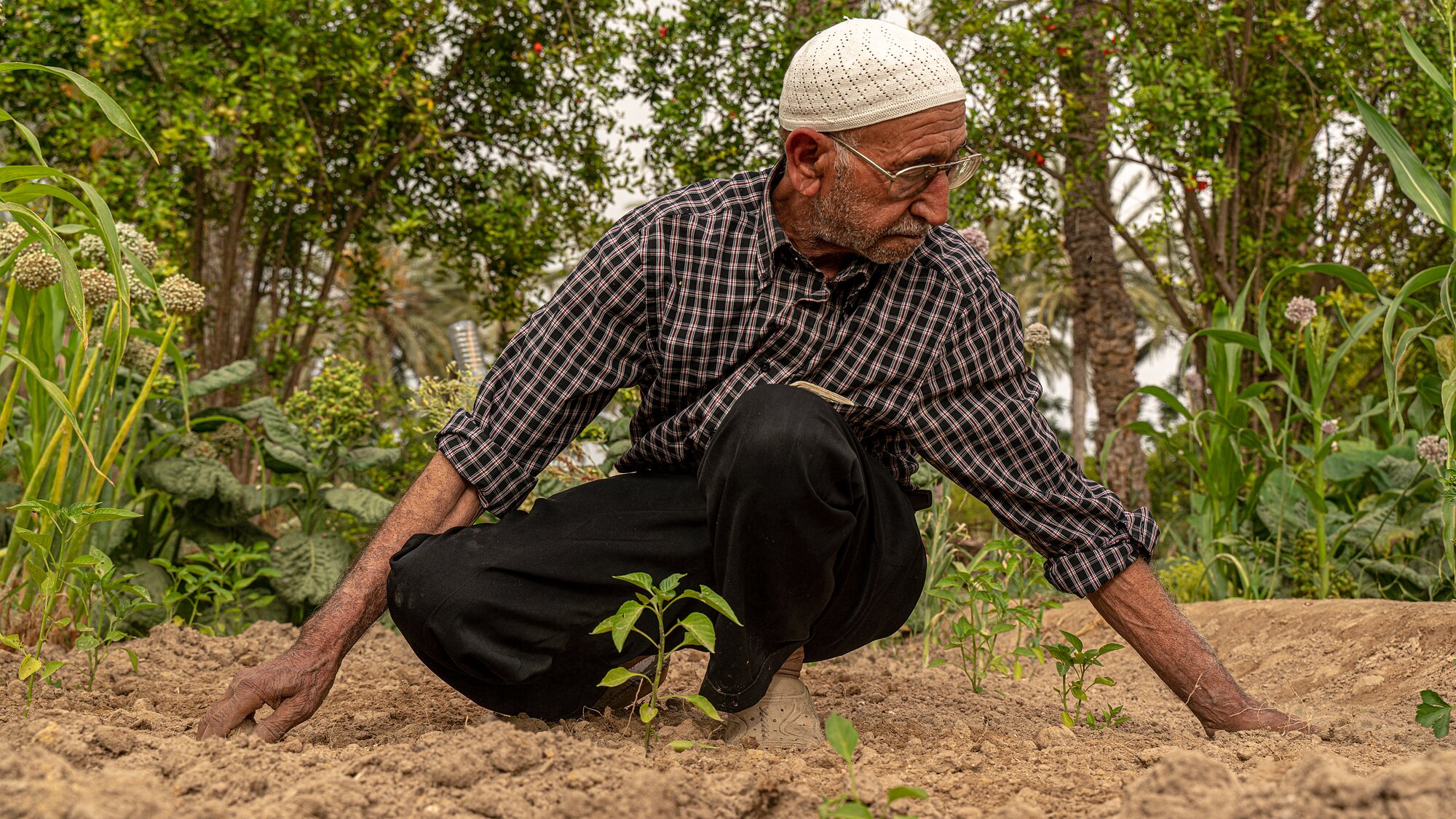 Am Salah crouching in his plot, firming the soil around a young pepper seedling