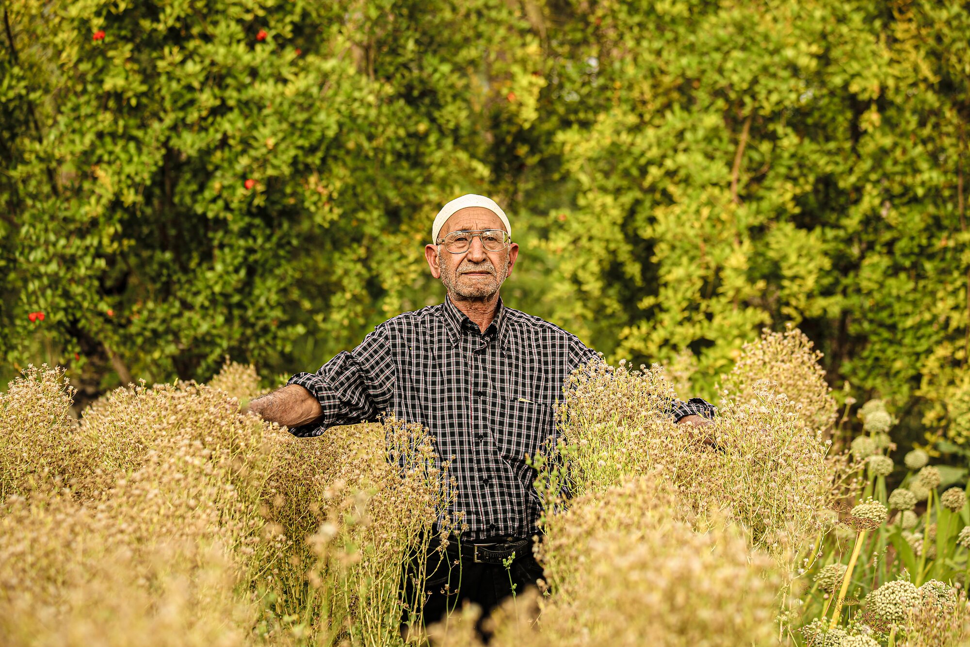 Am Salah standing among the flowering crops he grows for seed