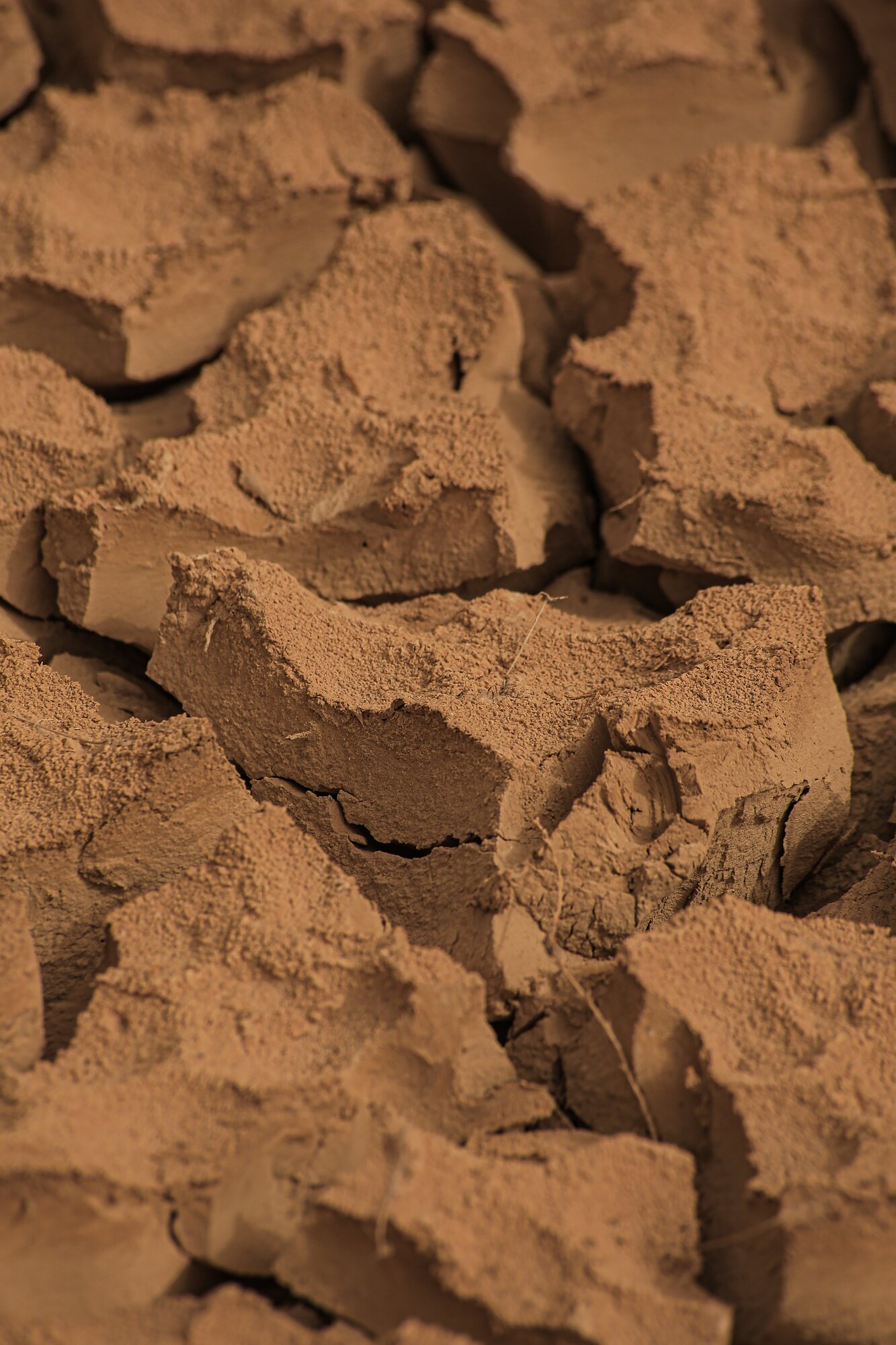 Close detail of curled plates of dried mud