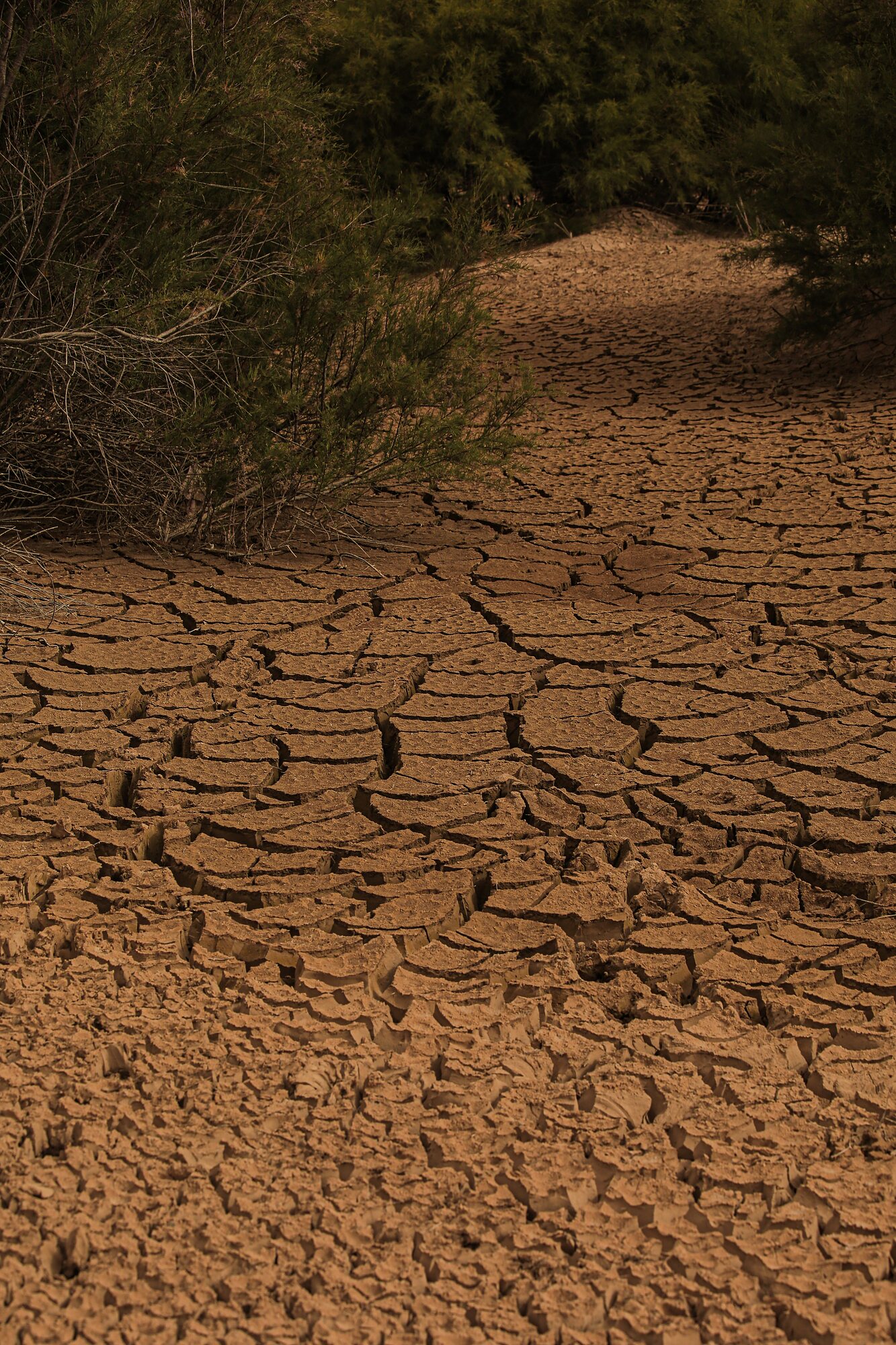 Cracked ground meeting a line of tamarisk bushes at the edge of the oasis