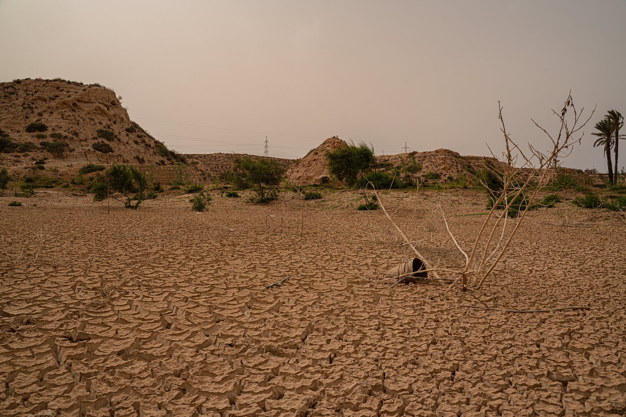 A dead shrub standing in a wide dried riverbed at Chenini