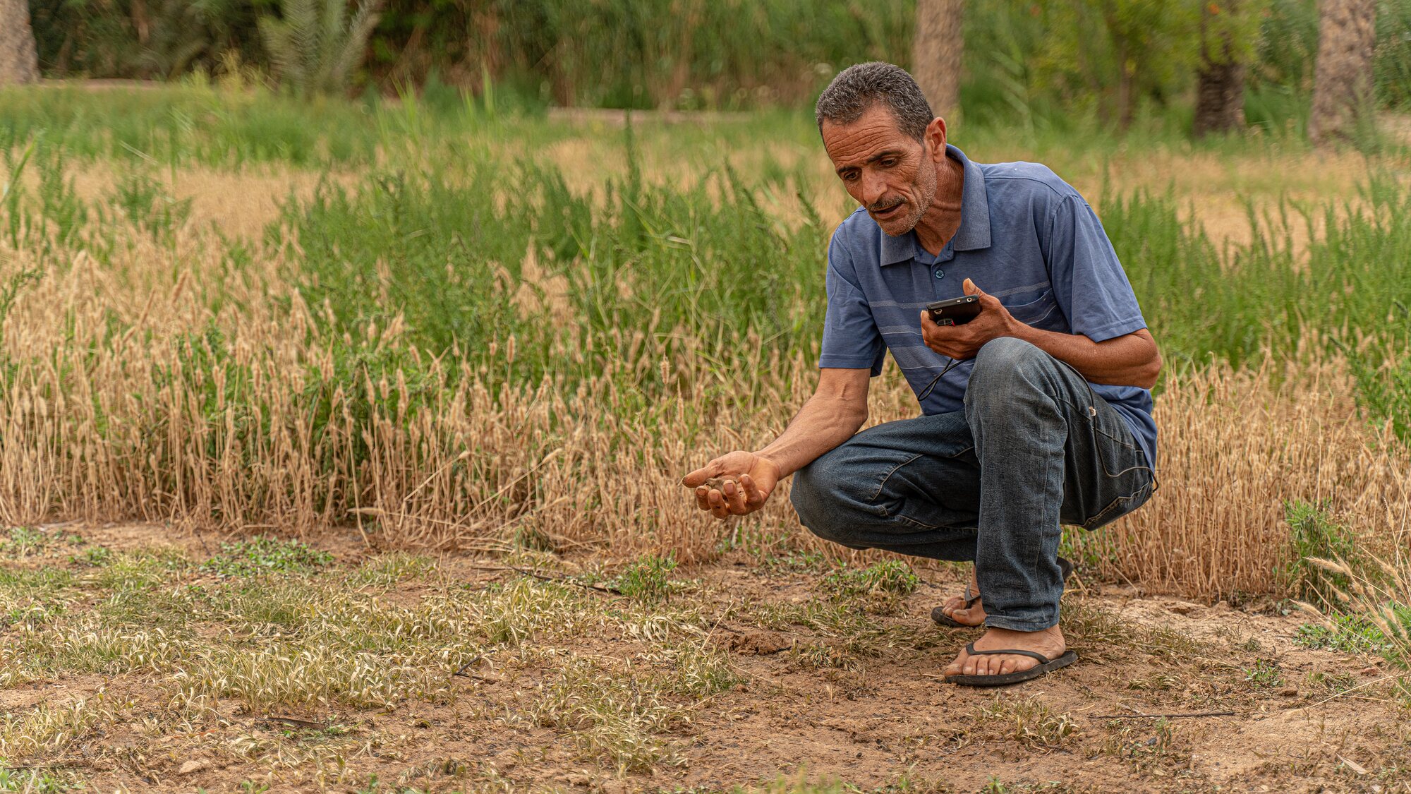 A farmer crouching at the edge of a wheat field, grain held in his open hand